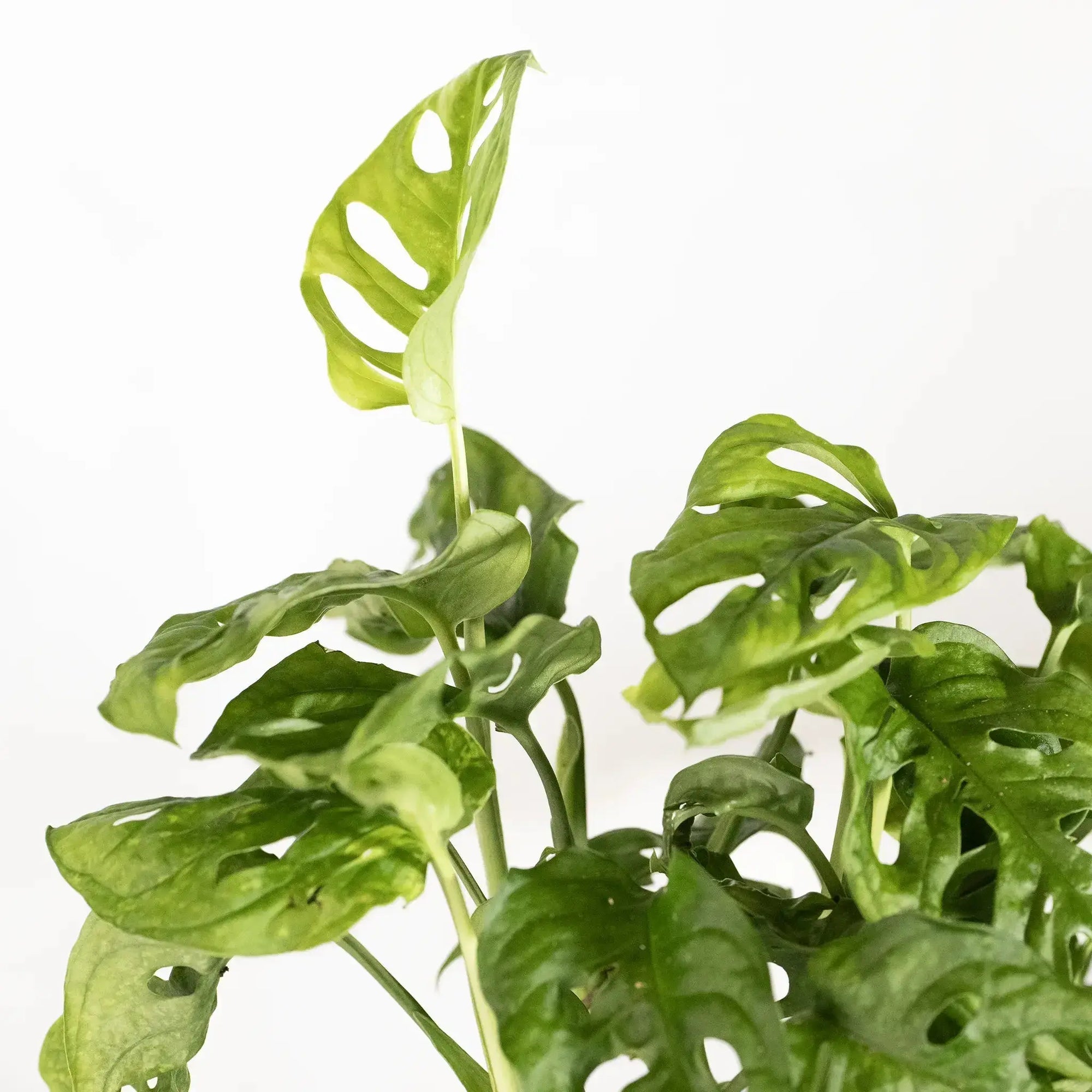 Monstera adansonii - Coasy