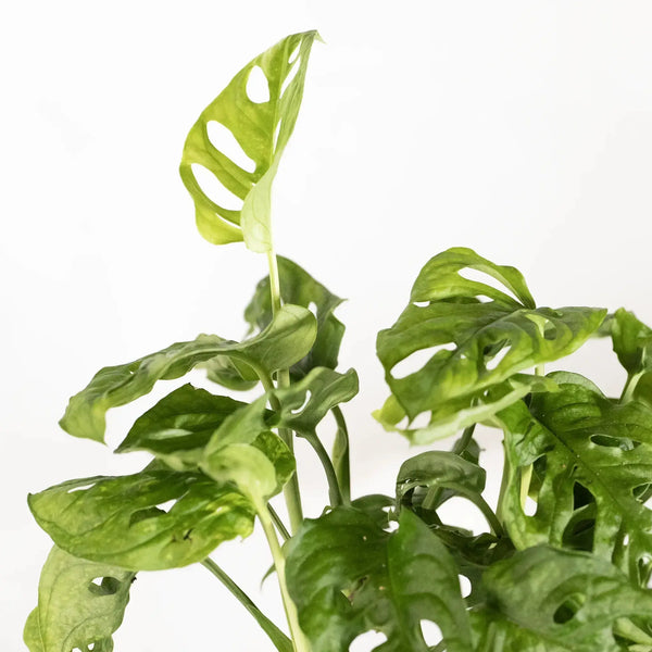 Monstera adansonii - Coasy
