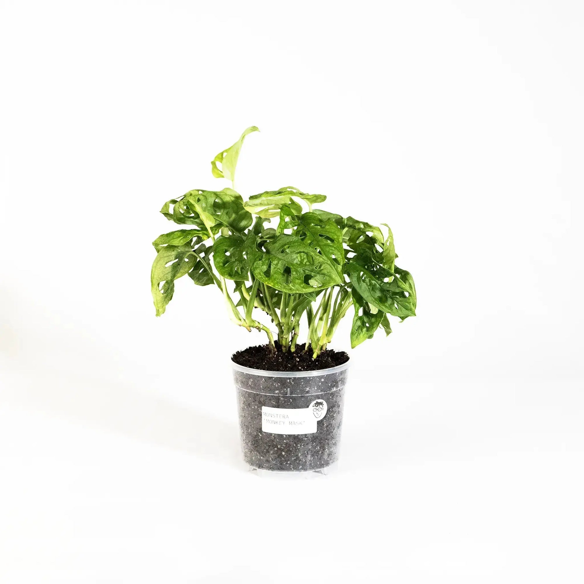 Monstera adansonii - Coasy