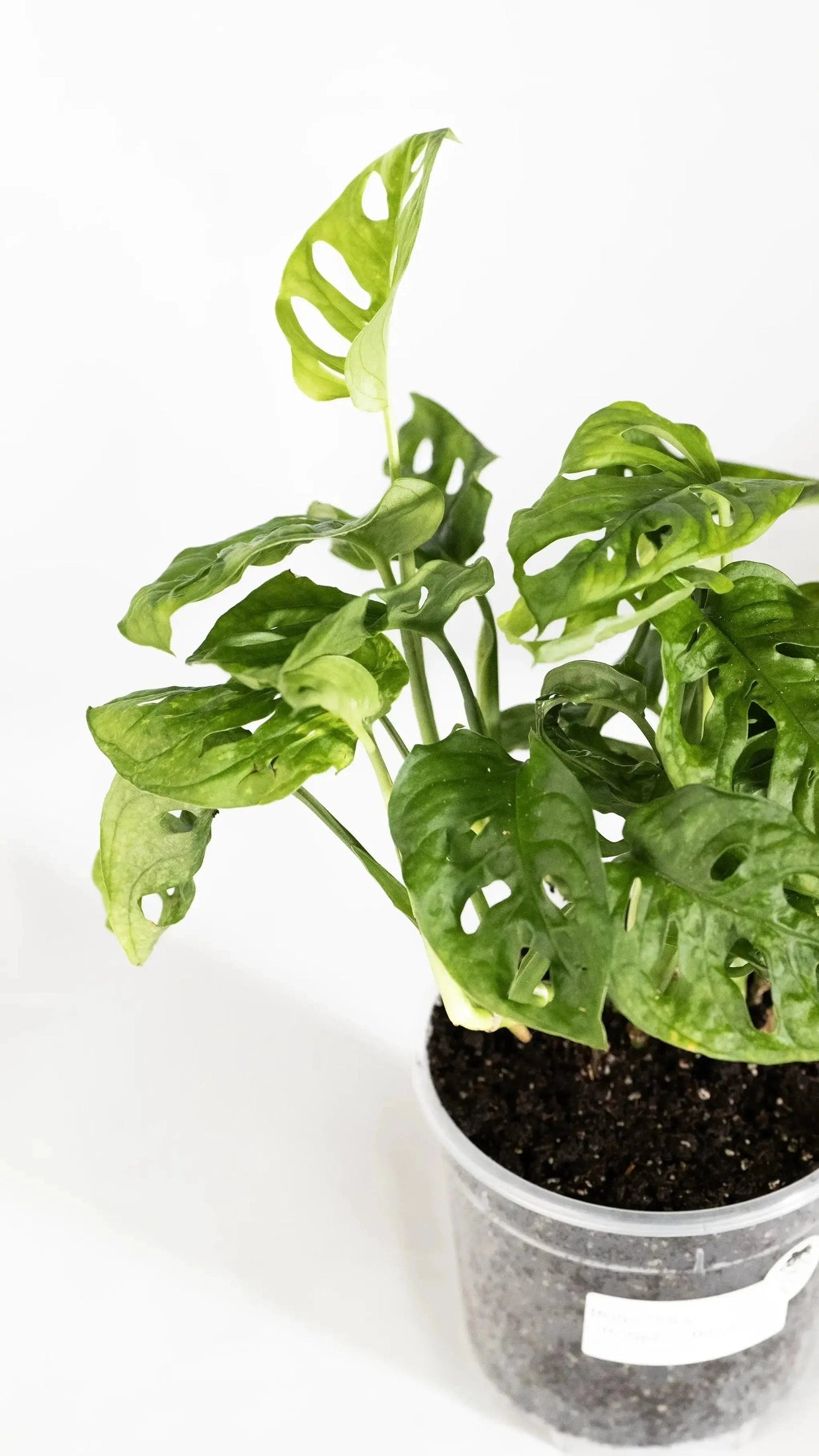 Monstera adansonii - Coasy