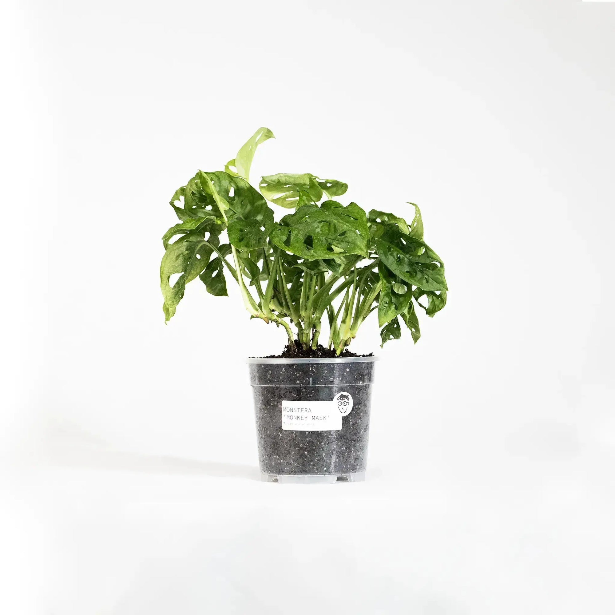 Monstera adansonii - Coasy