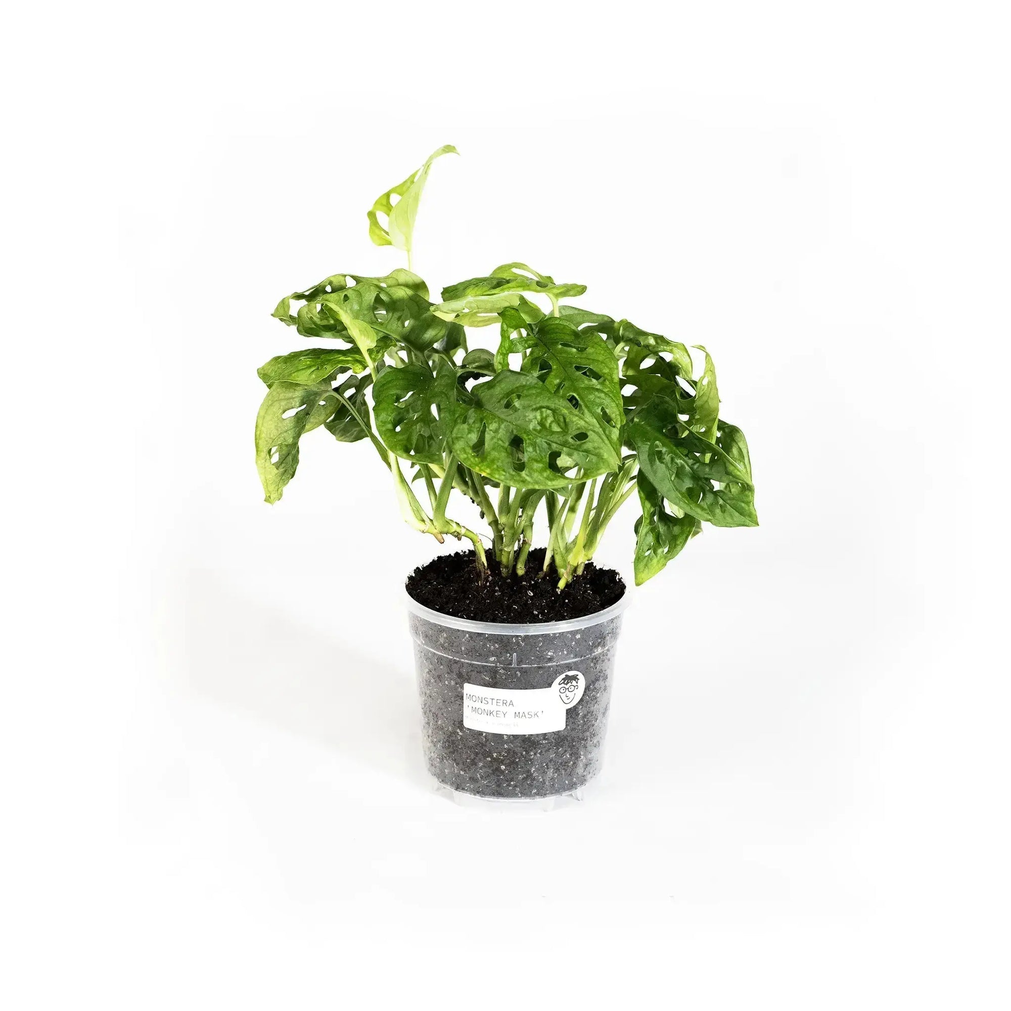 Monstera adansonii - Coasy