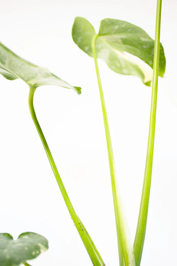 Monstera deliciosa 'Thai Constellation' - Listnato