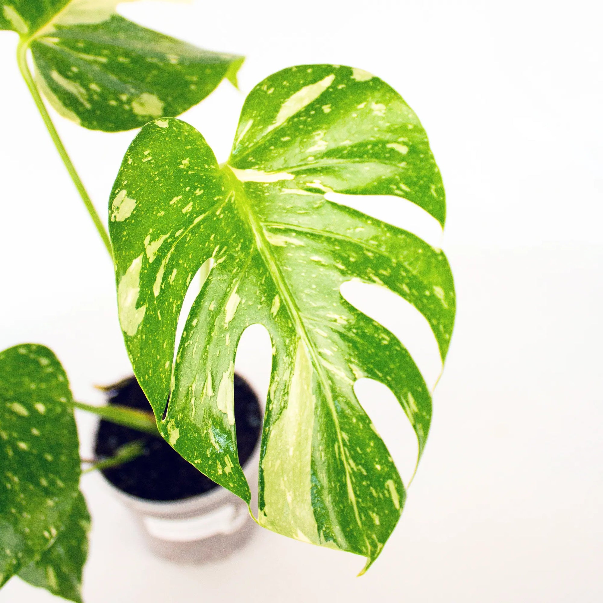 Monstera deliciosa 'Thai Constellation' - Listnato