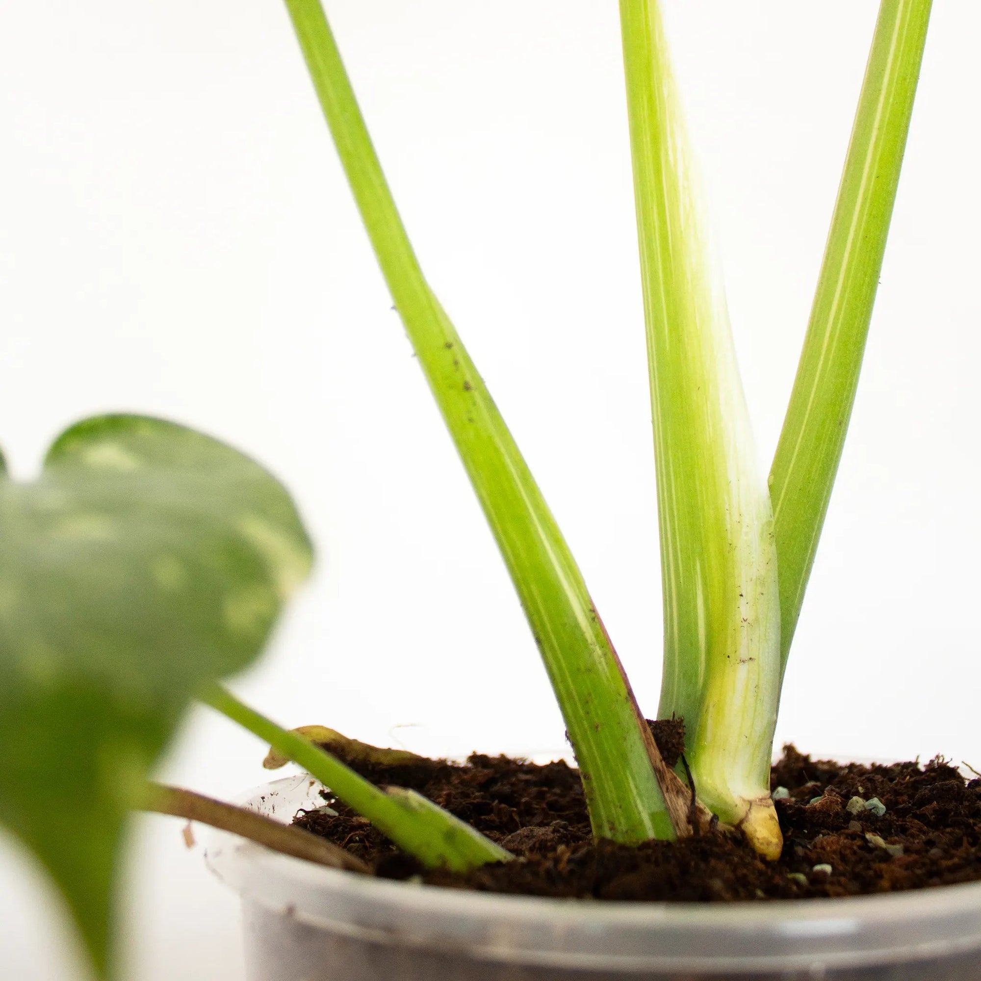 Monstera deliciosa 'Thai Constellation' - Listnato