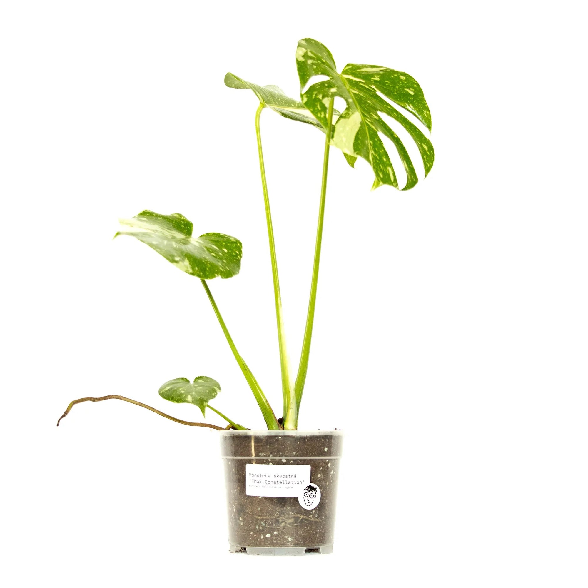 Monstera deliciosa 'Thai Constellation' - Listnato
