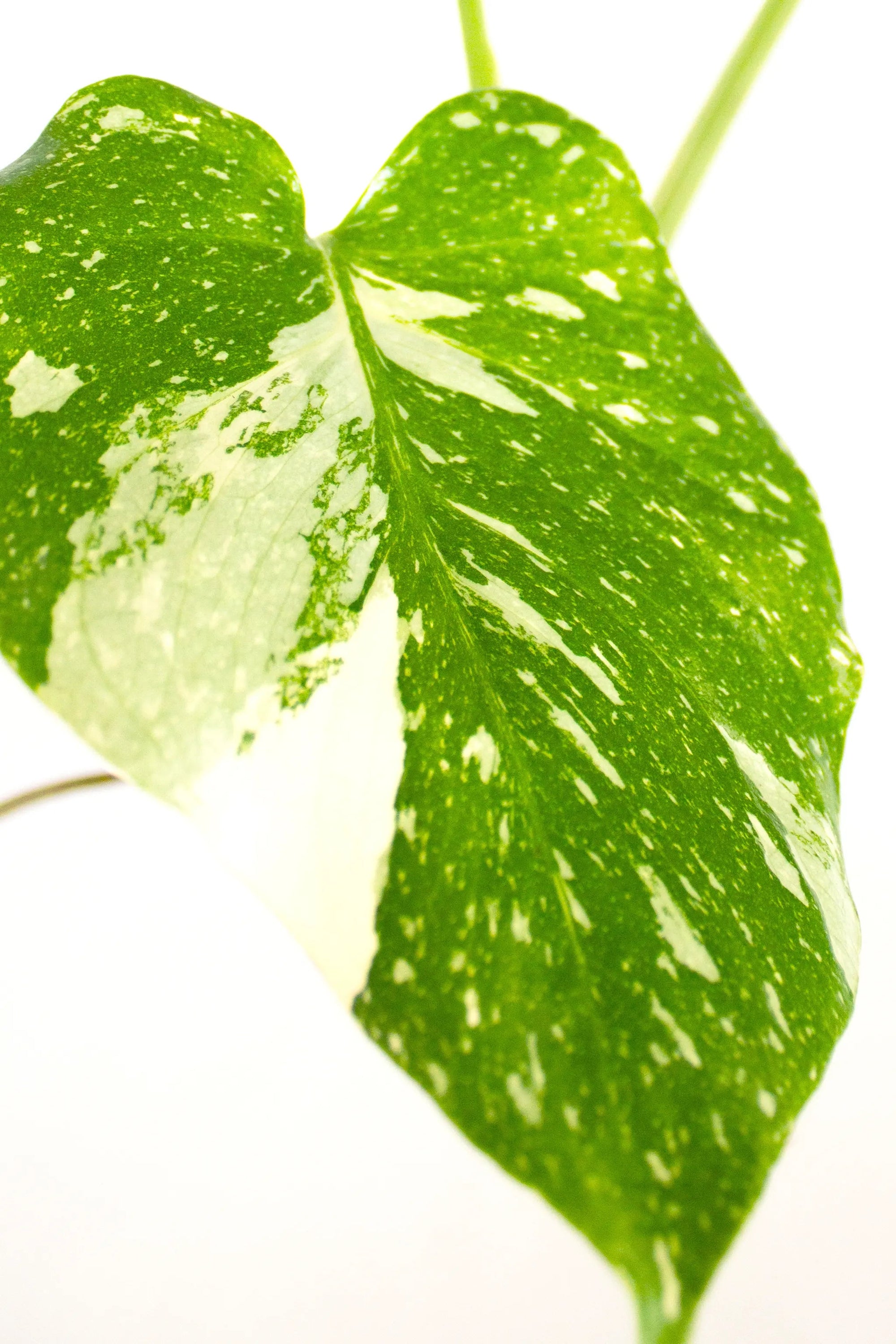 Monstera deliciosa 'Thai Constellation' - Listnato