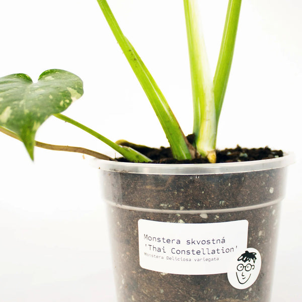 Monstera deliciosa 'Thai Constellation' - Listnato