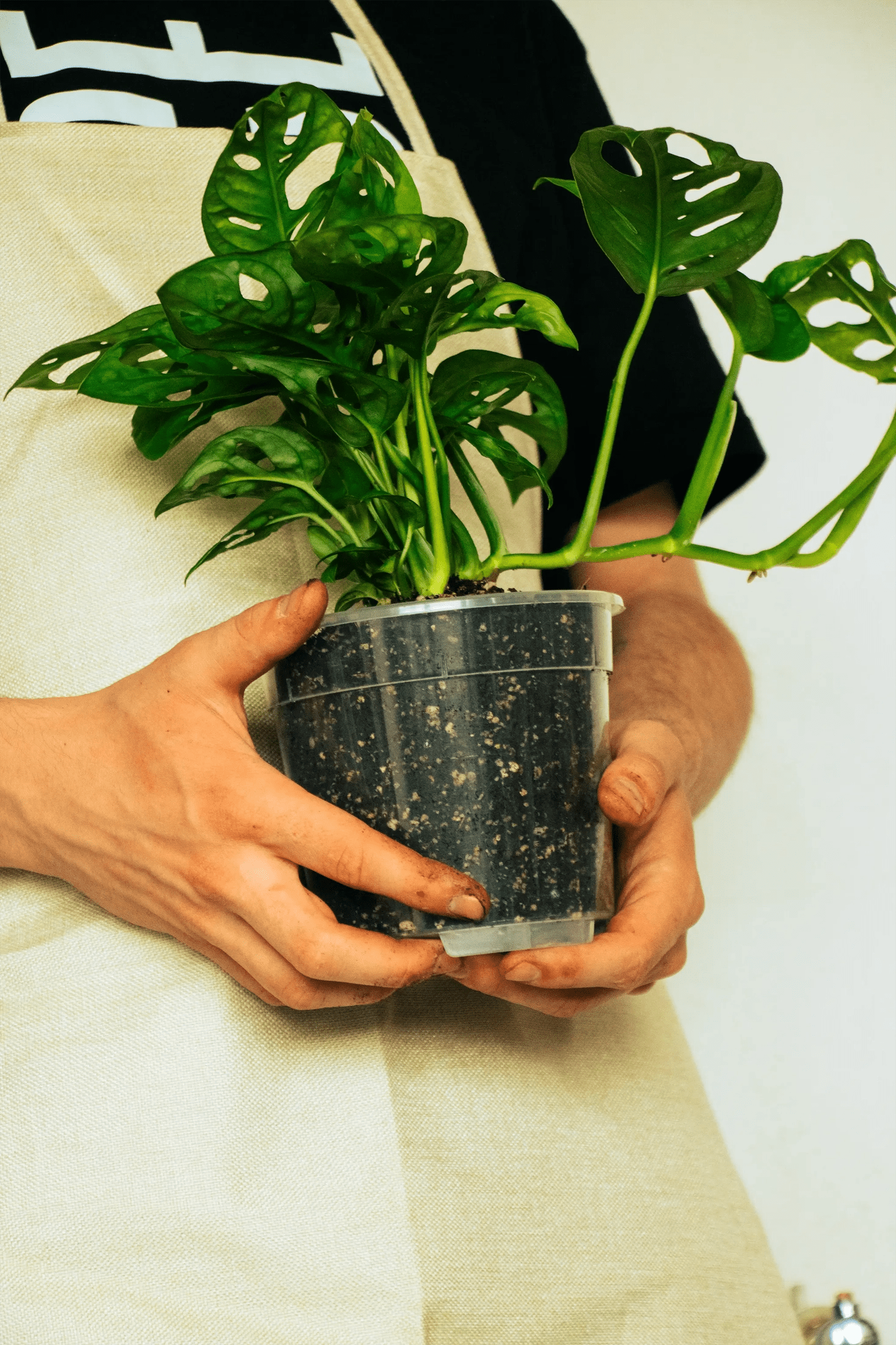 Honza v béžové zástěře a černém tričku drží průhledný plastový květináč s rostlinou Monstera adansonii. Ruce jsou lehce zašpiněné od hlíny. Rostlina má typické děrované listy a je zasazena v sypké směsi zeminy. Pozadí je světlé a neutrální.