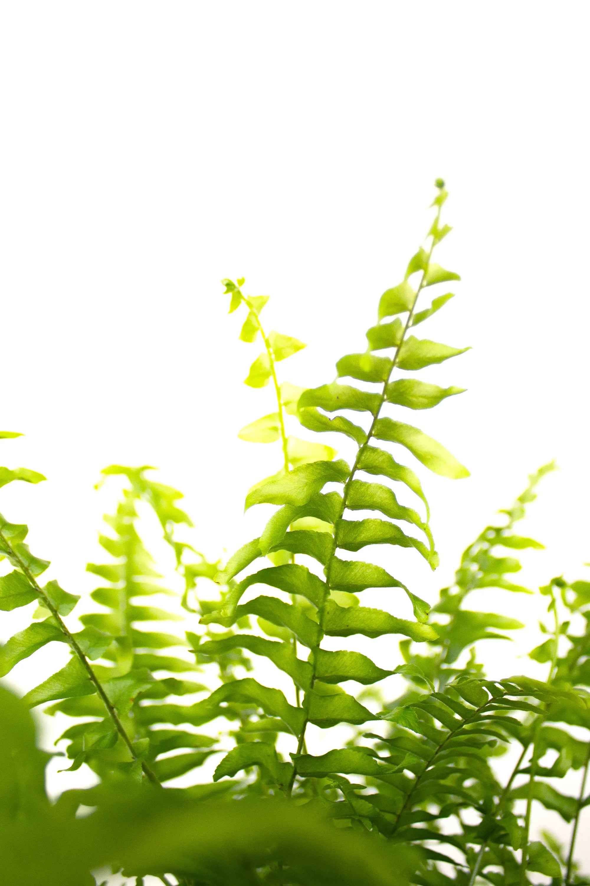 Nephrolepis exalta 'Green Moment' - Listnato