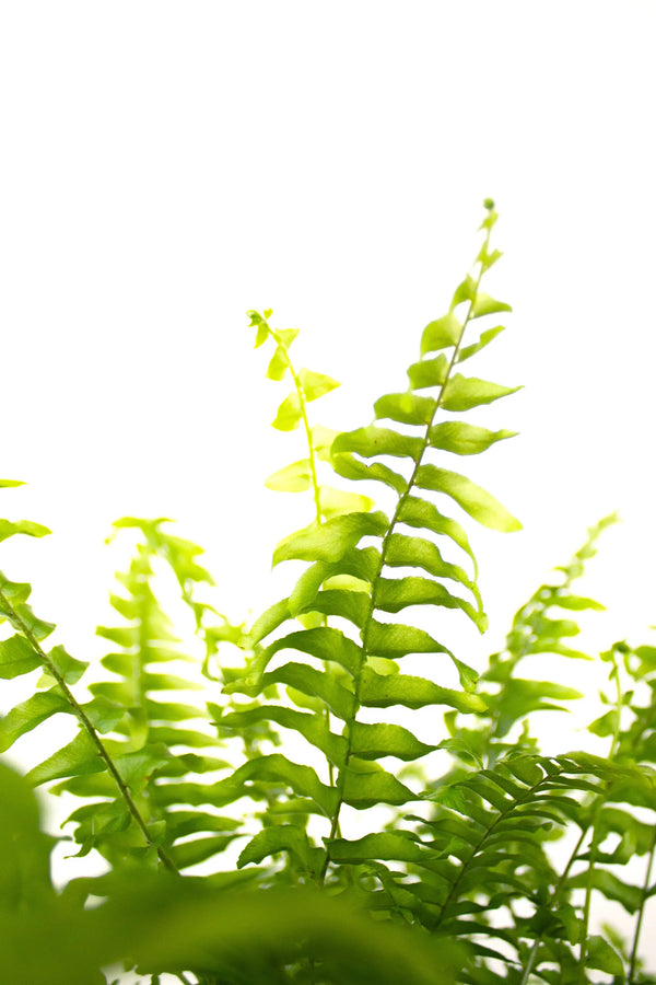 Nephrolepis exalta 'Green Moment' - Listnato