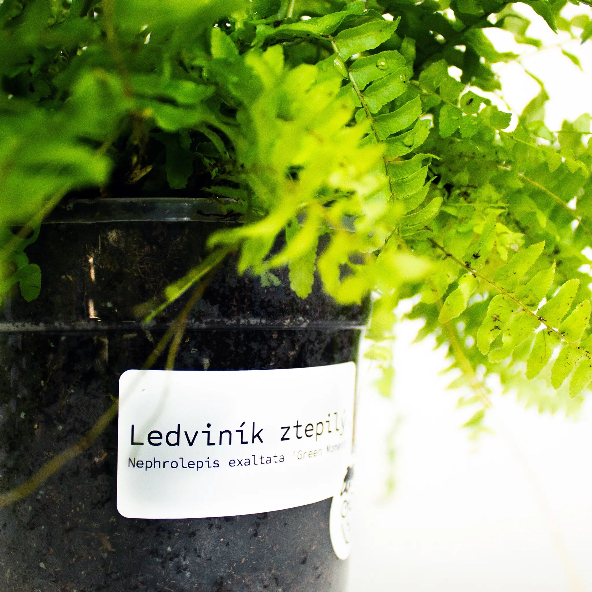Nephrolepis exalta 'Green Moment' - Listnato