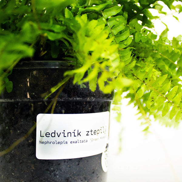 Nephrolepis exalta 'Green Moment' - Listnato