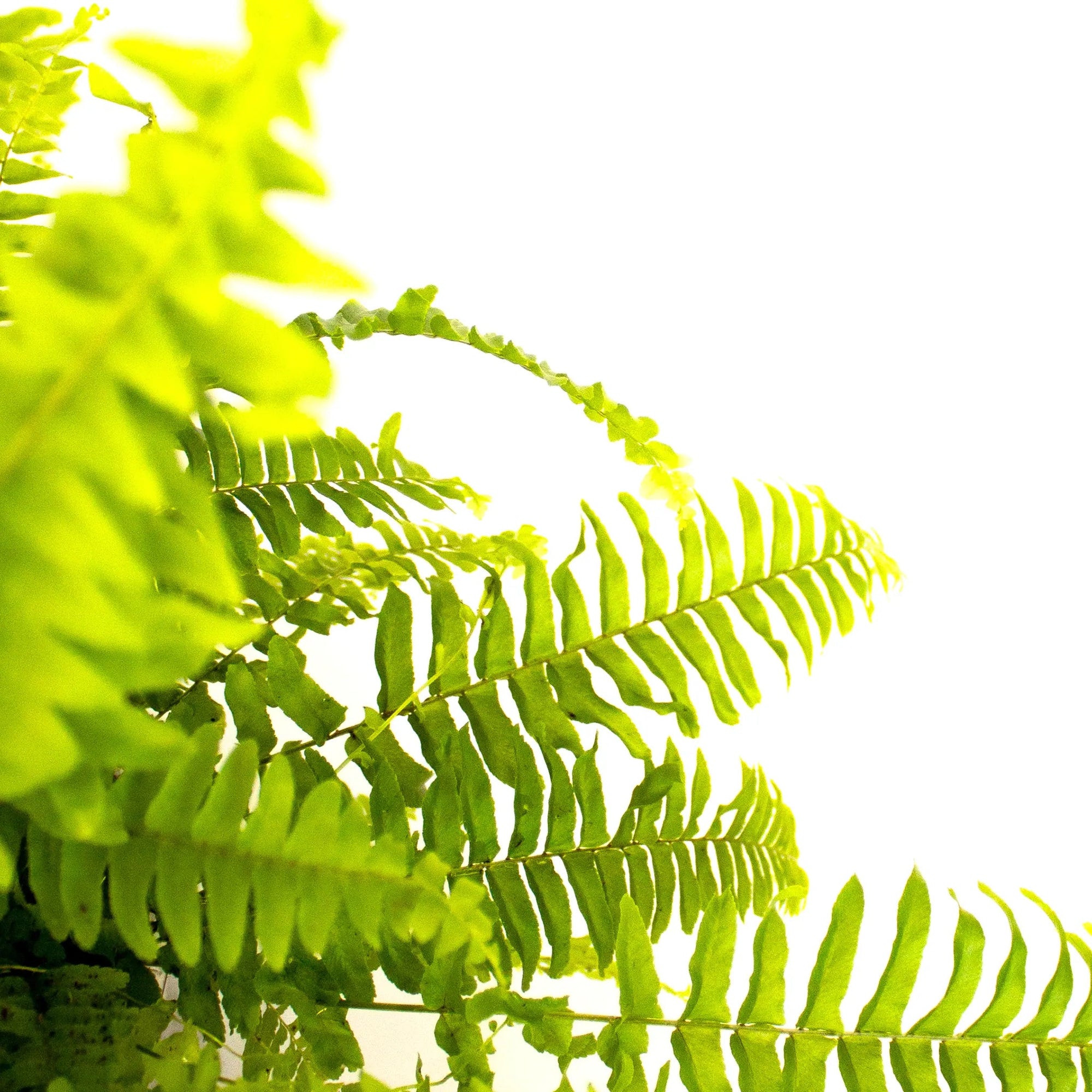 Nephrolepis exalta 'Green Moment' - Listnato