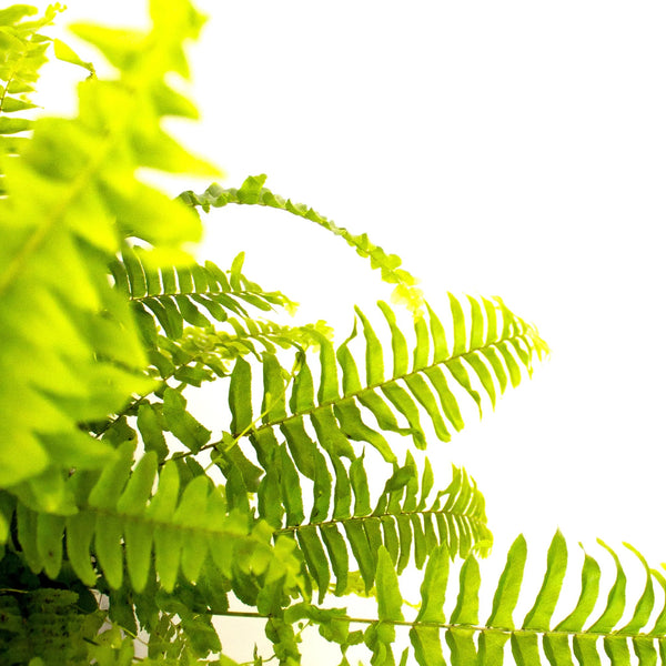 Nephrolepis exalta 'Green Moment' - Listnato