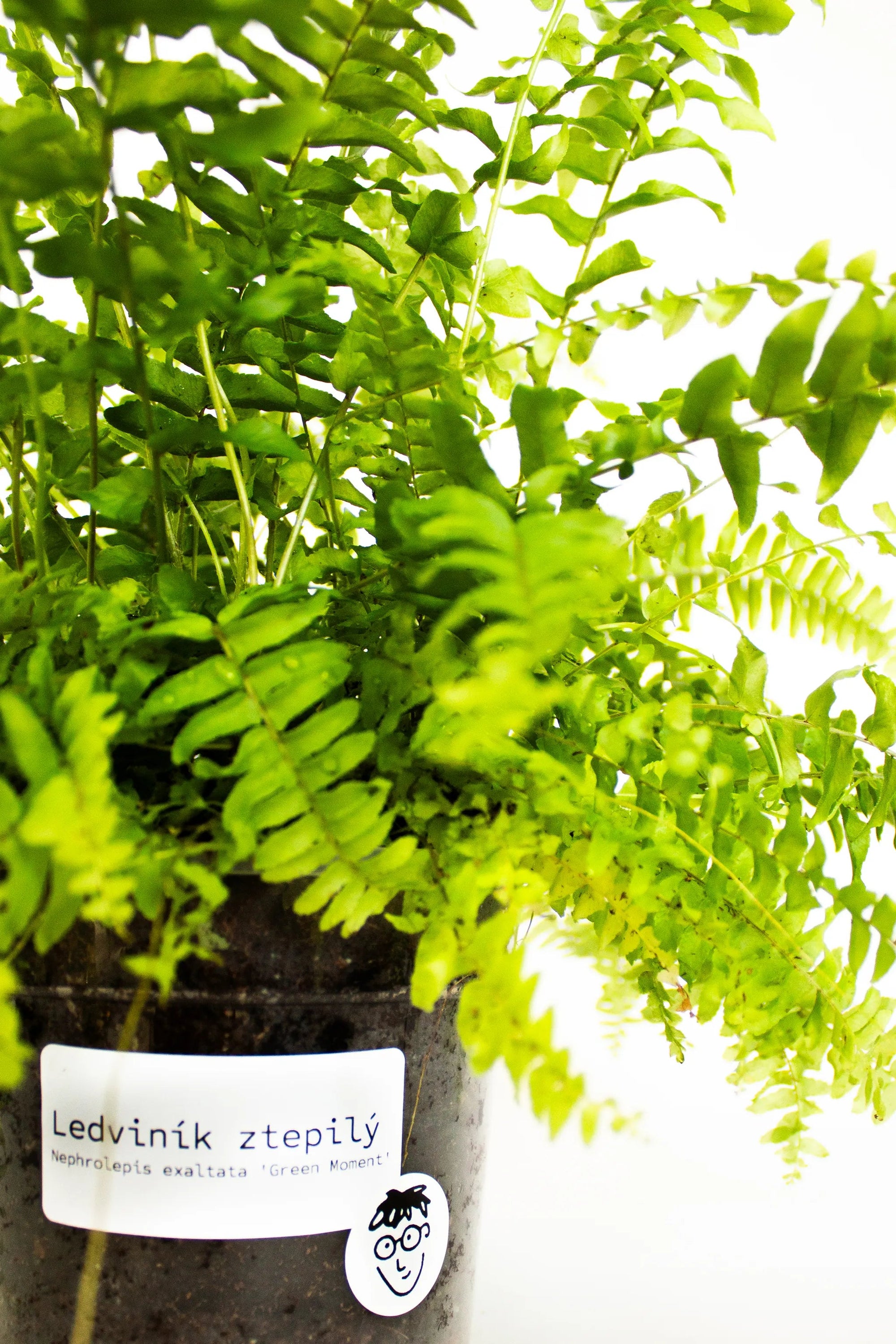 Nephrolepis exalta 'Green Moment' - Listnato