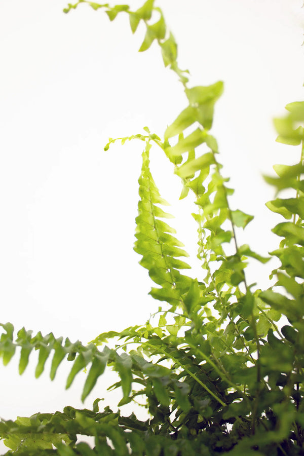 Nephrolepis exalta 'Green Moment' - Listnato