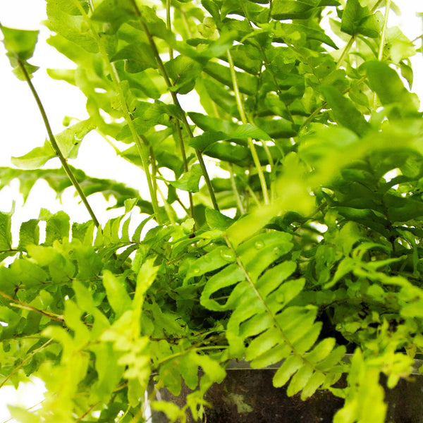 Nephrolepis exalta 'Green Moment' - Listnato