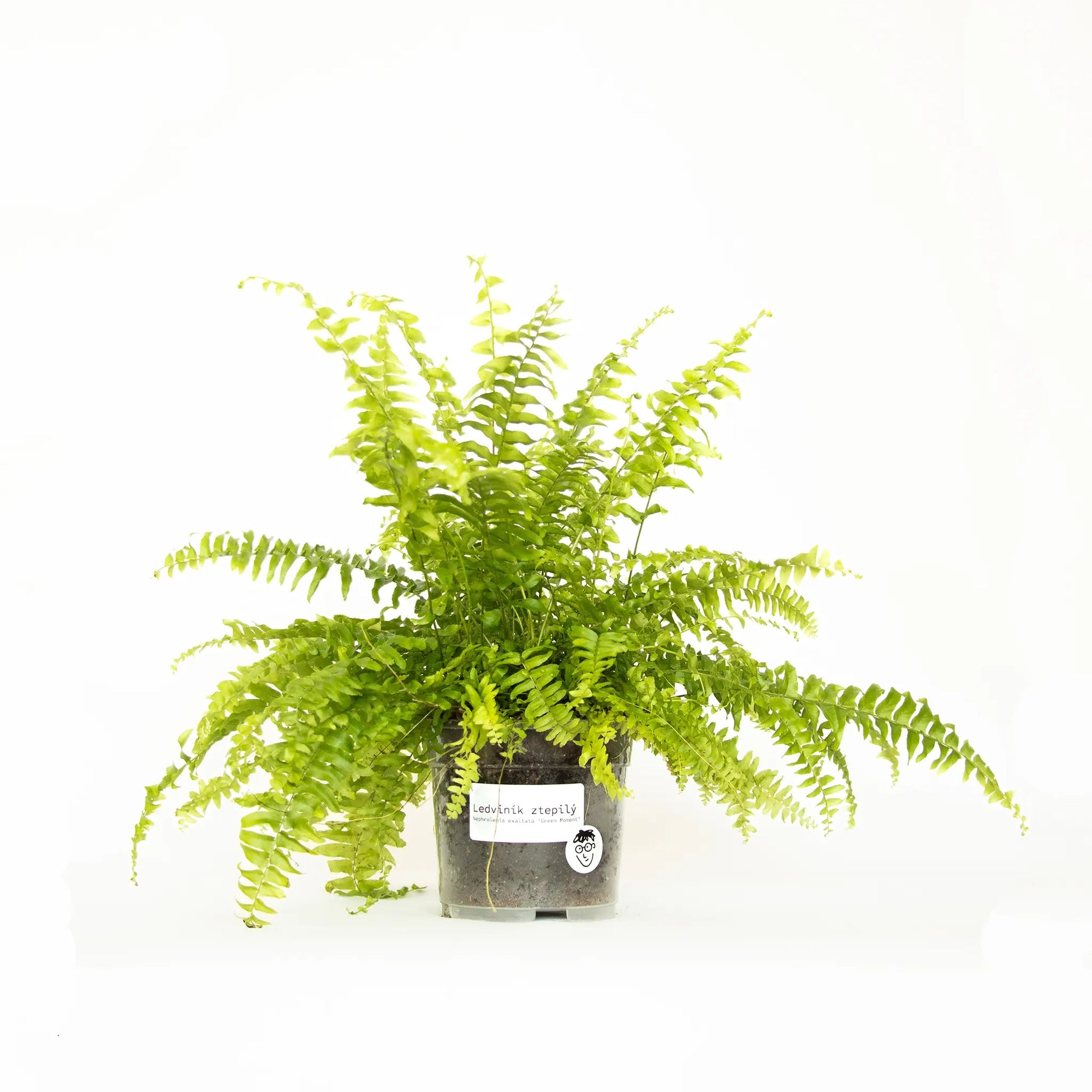 Nephrolepis exalta 'Green Moment' - Listnato