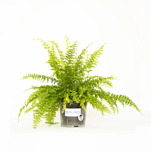 Nephrolepis exalta 'Green Moment' - Listnato