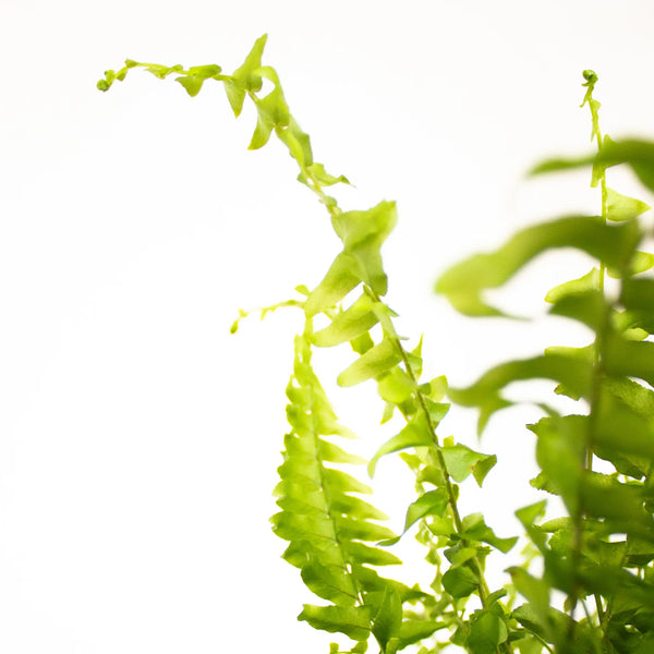 Nephrolepis exalta 'Green Moment' - Listnato