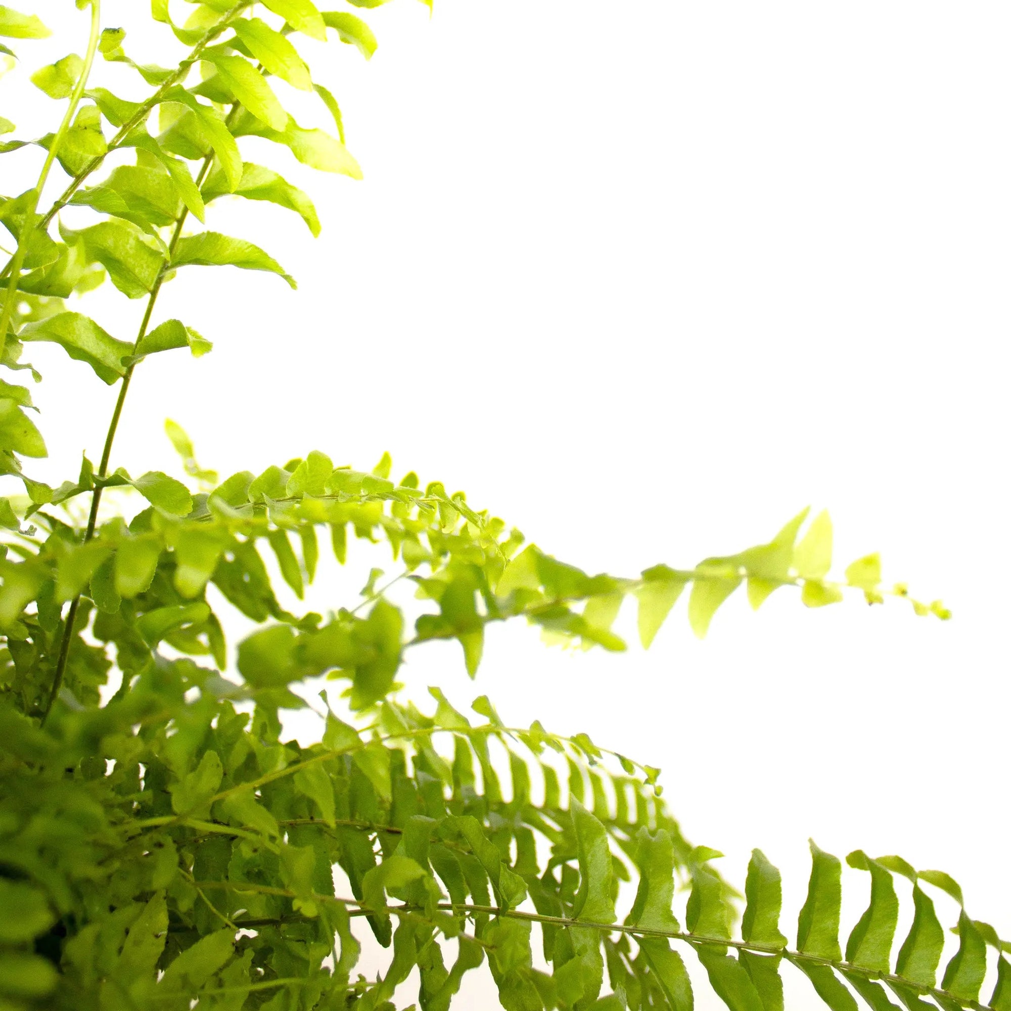 Nephrolepis exalta 'Green Moment' - Listnato