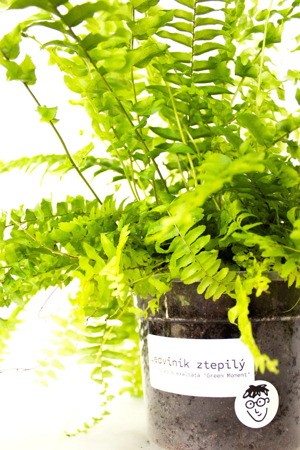 Nephrolepis exalta 'Green Moment' - Listnato