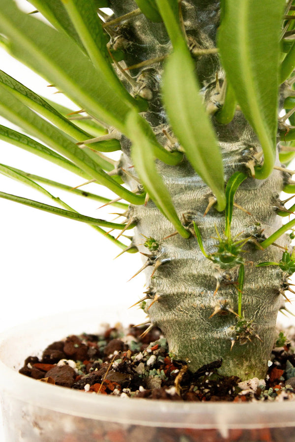 Pachypodium lamerei - Listnato