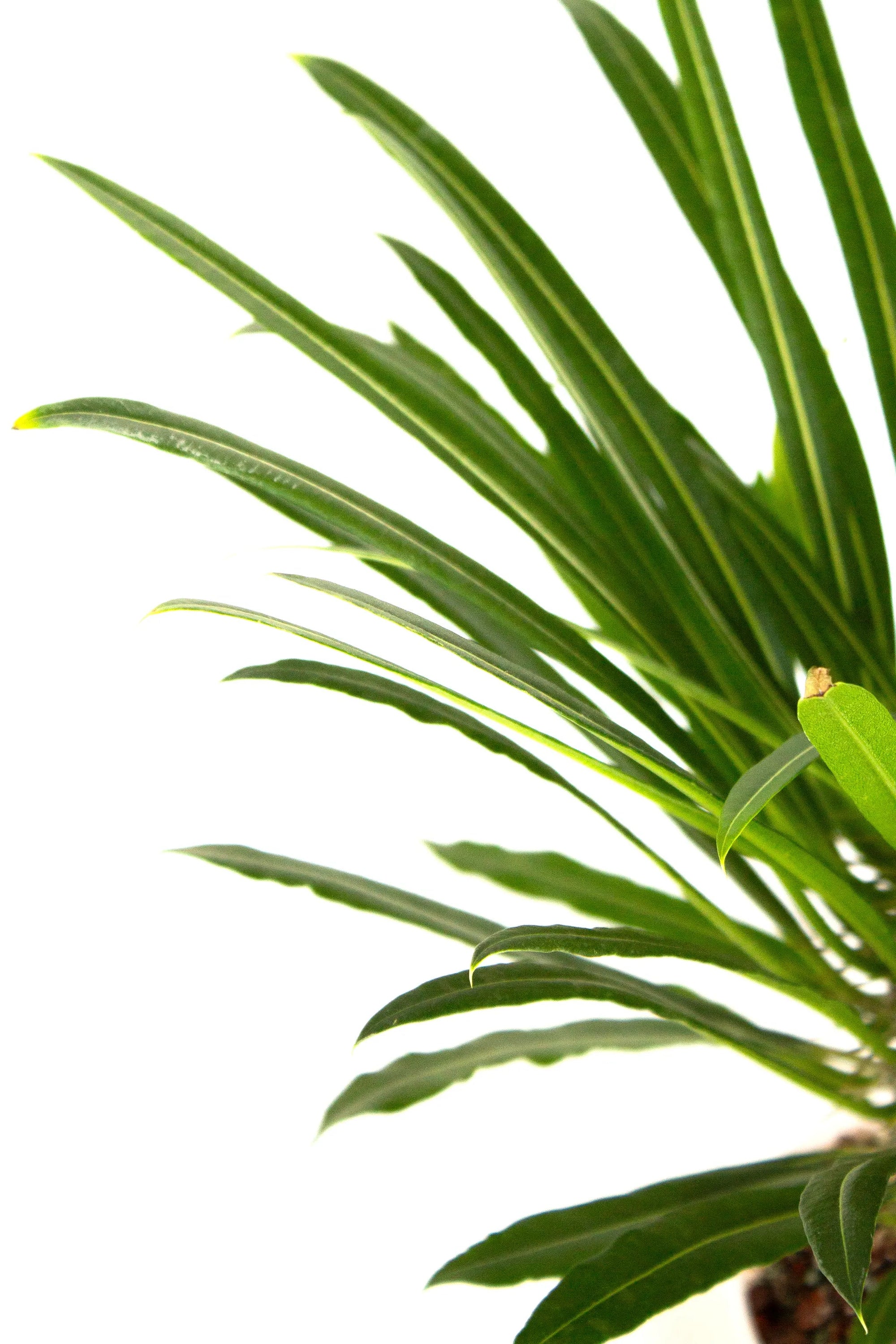 Pachypodium lamerei - Listnato