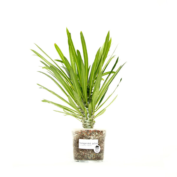 Pachypodium lamerei - Listnato