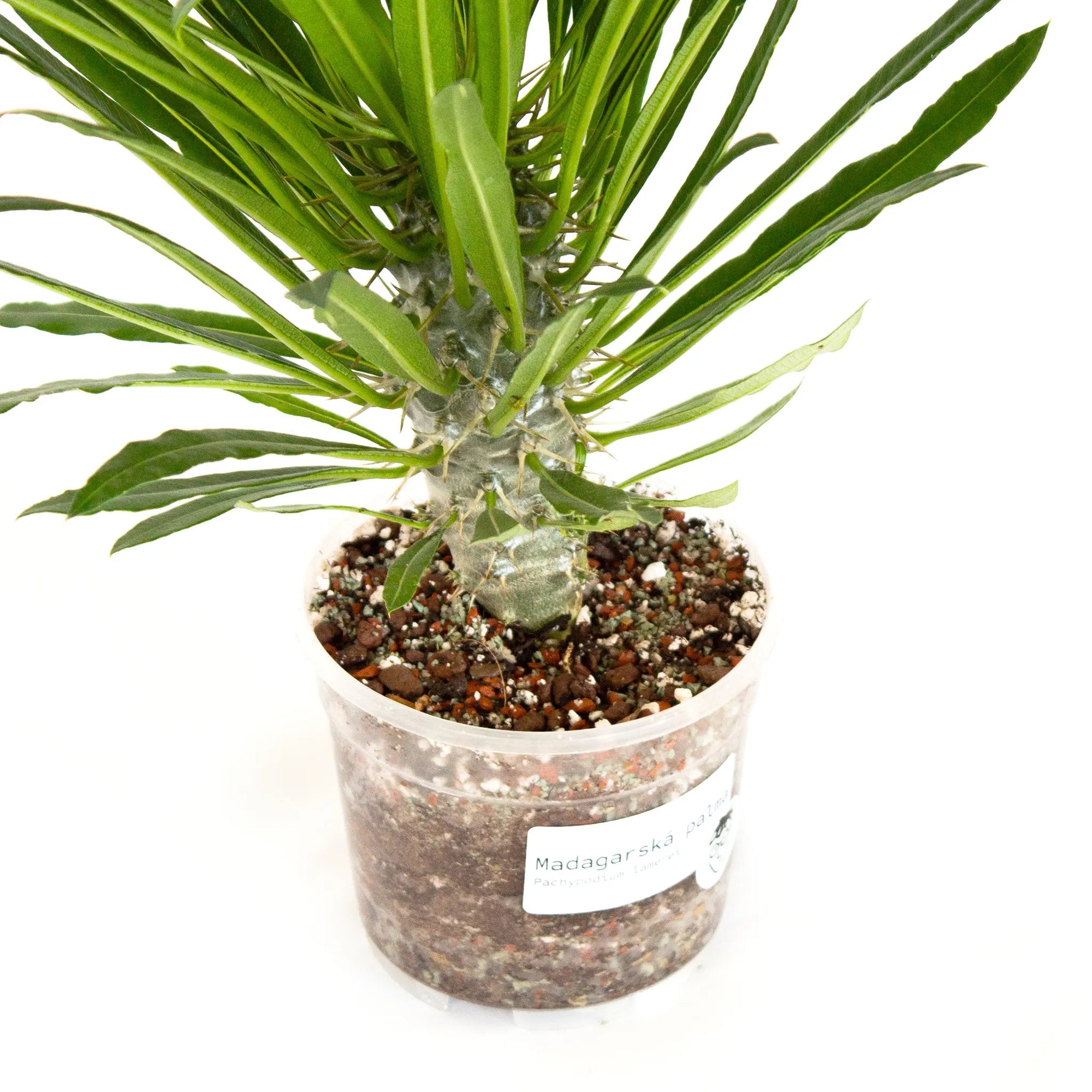 Pachypodium lamerei - Listnato