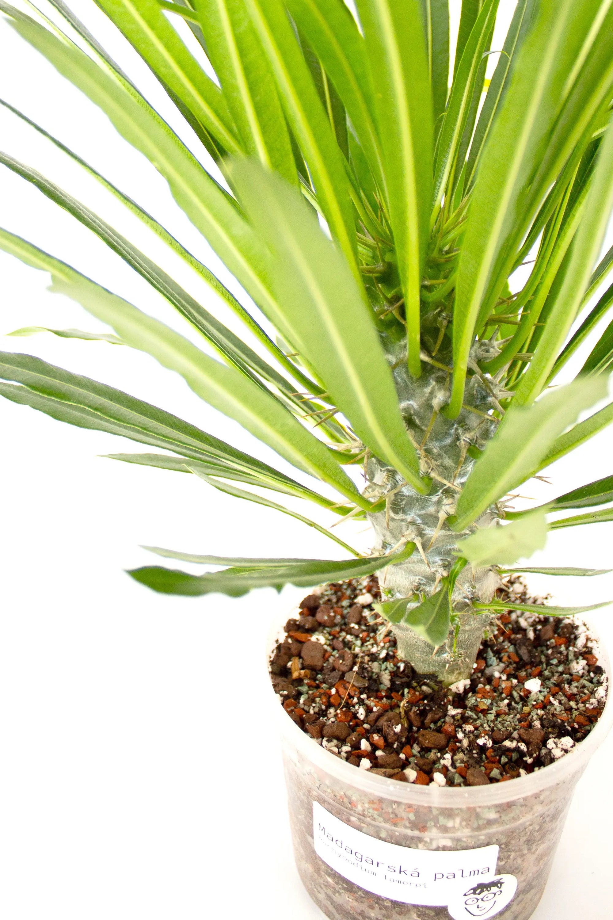 Pachypodium lamerei - Listnato