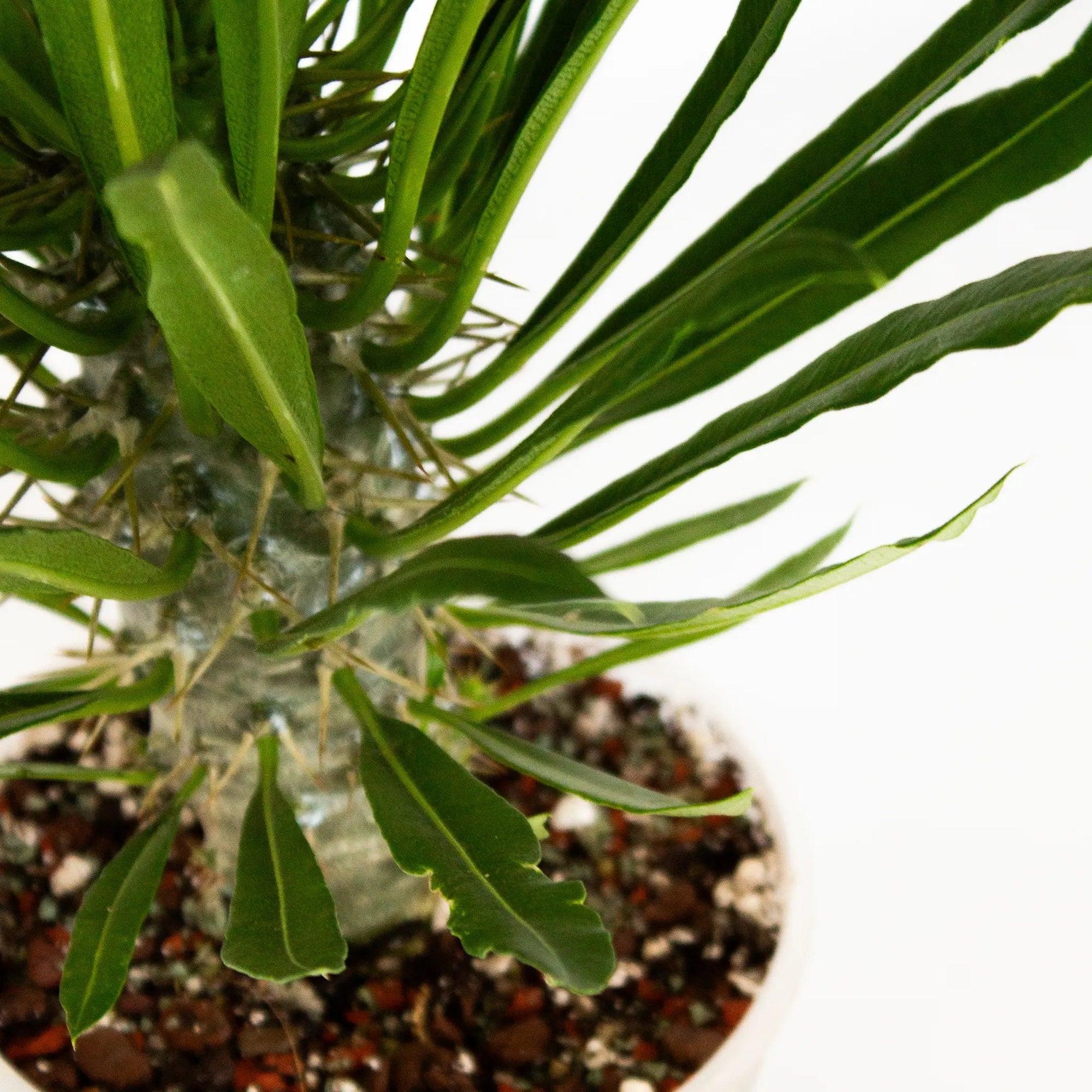 Pachypodium lamerei - Listnato