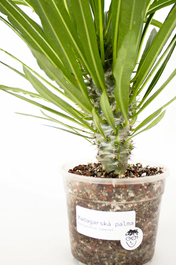 Pachypodium lamerei - Listnato