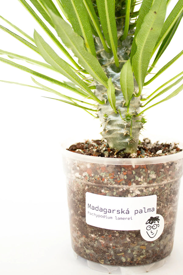 Pachypodium lamerei - Listnato