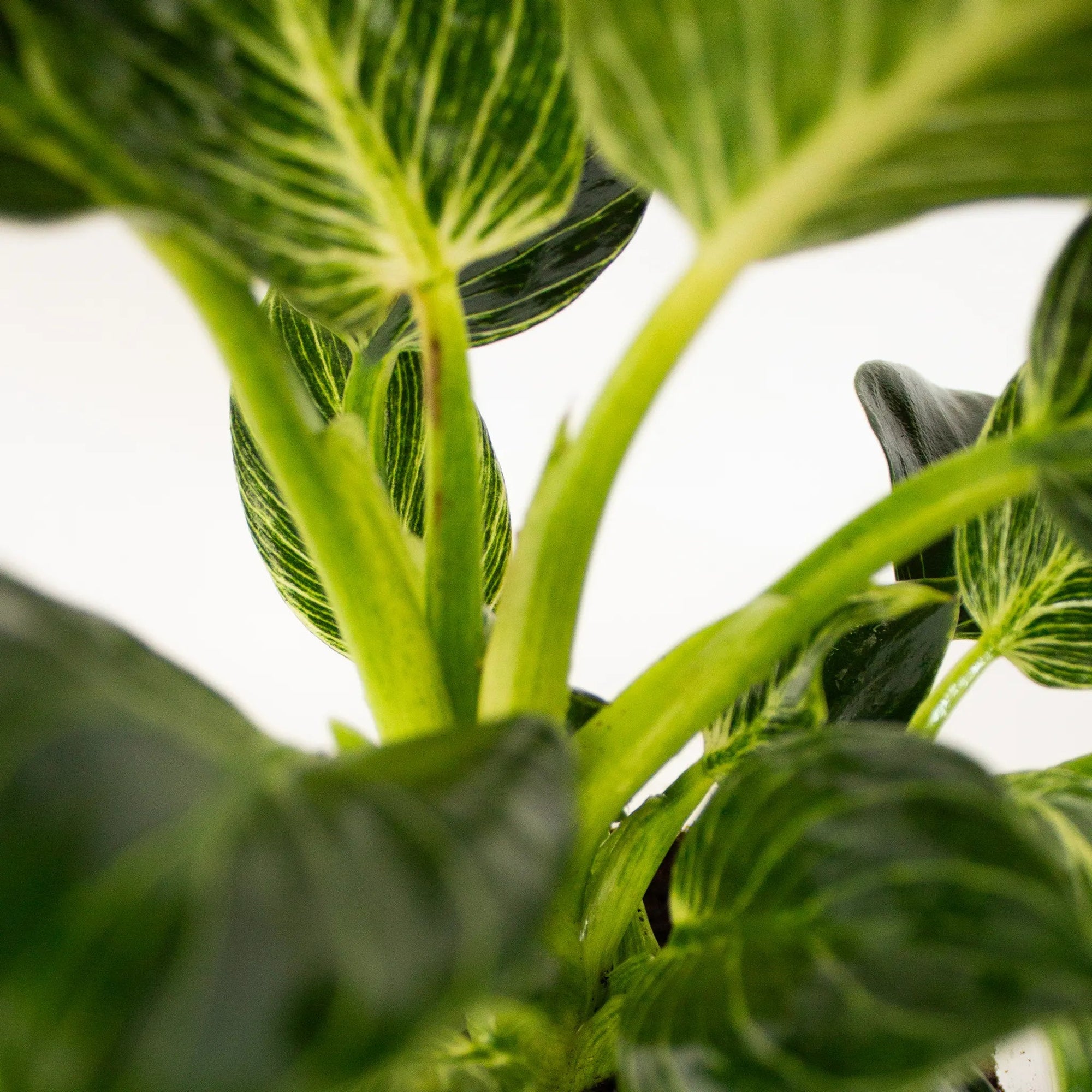 Philodendron 'Birkin' - Listnato