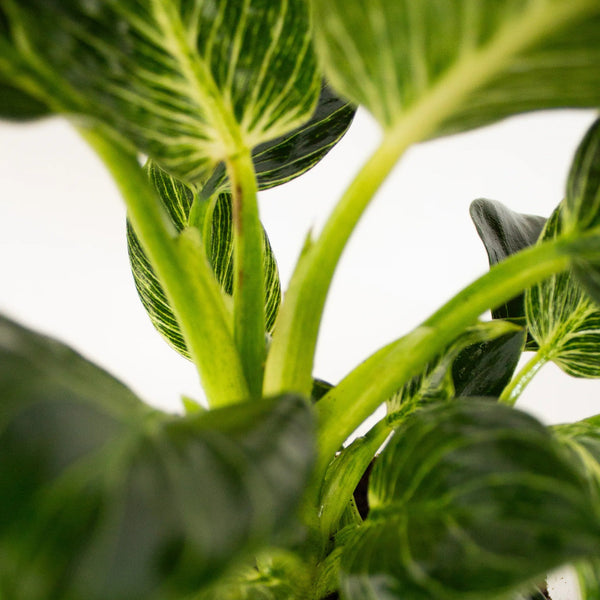 Philodendron 'Birkin' - Listnato