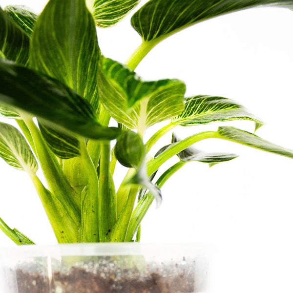 Philodendron 'Birkin' - Listnato