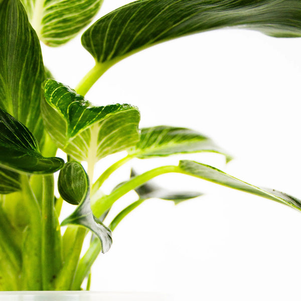 Philodendron 'Birkin' - Listnato