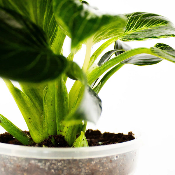 Philodendron 'Birkin' - Listnato