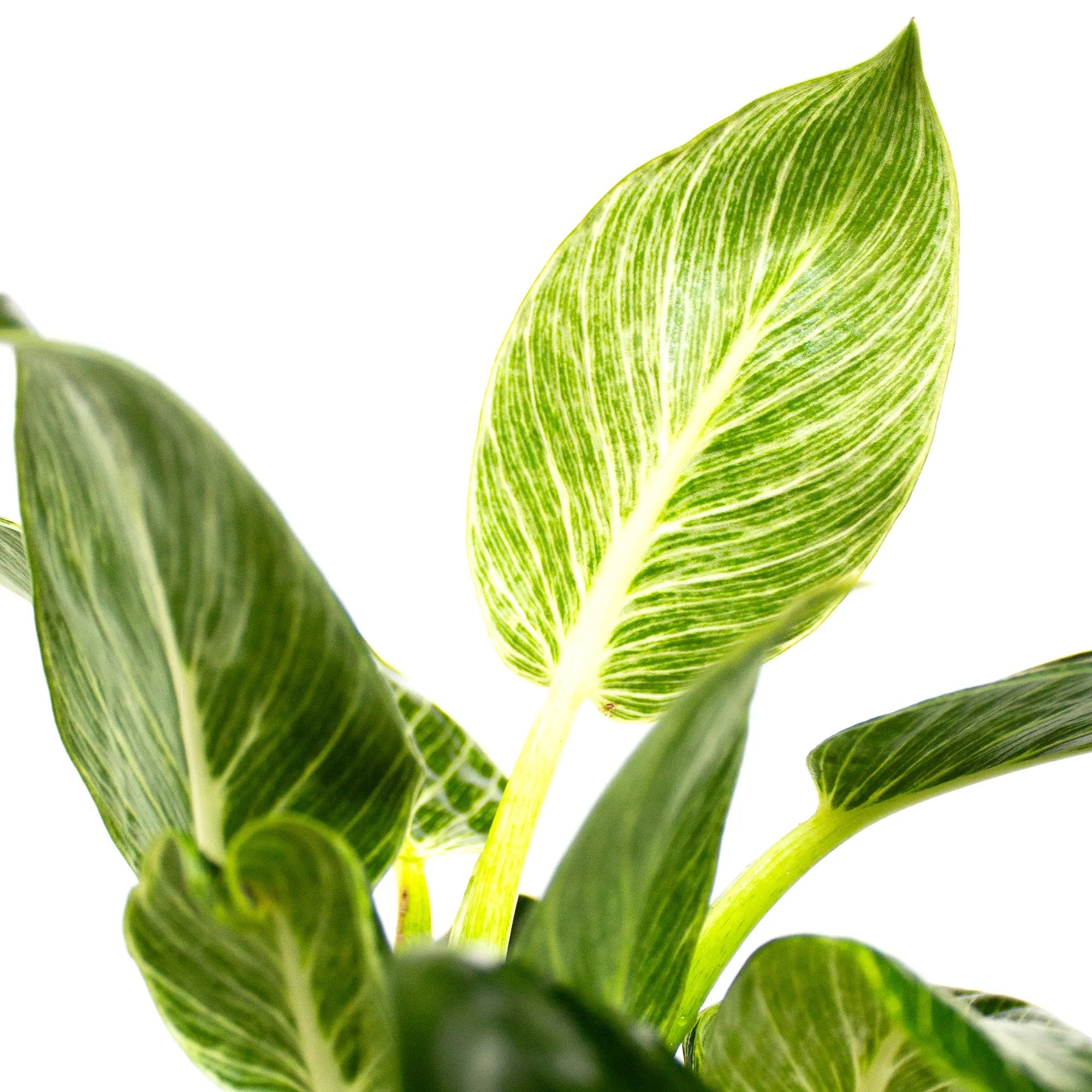 Philodendron 'Birkin' - Listnato