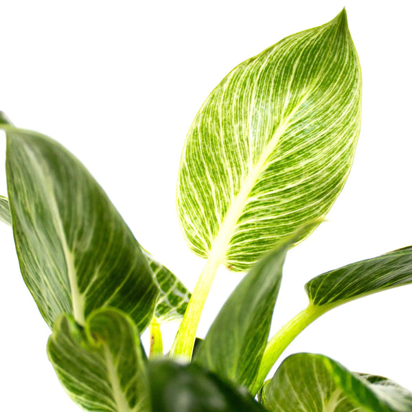 Philodendron 'Birkin' - Listnato