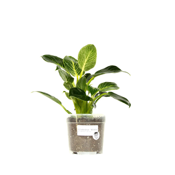 Philodendron 'Birkin' - Listnato