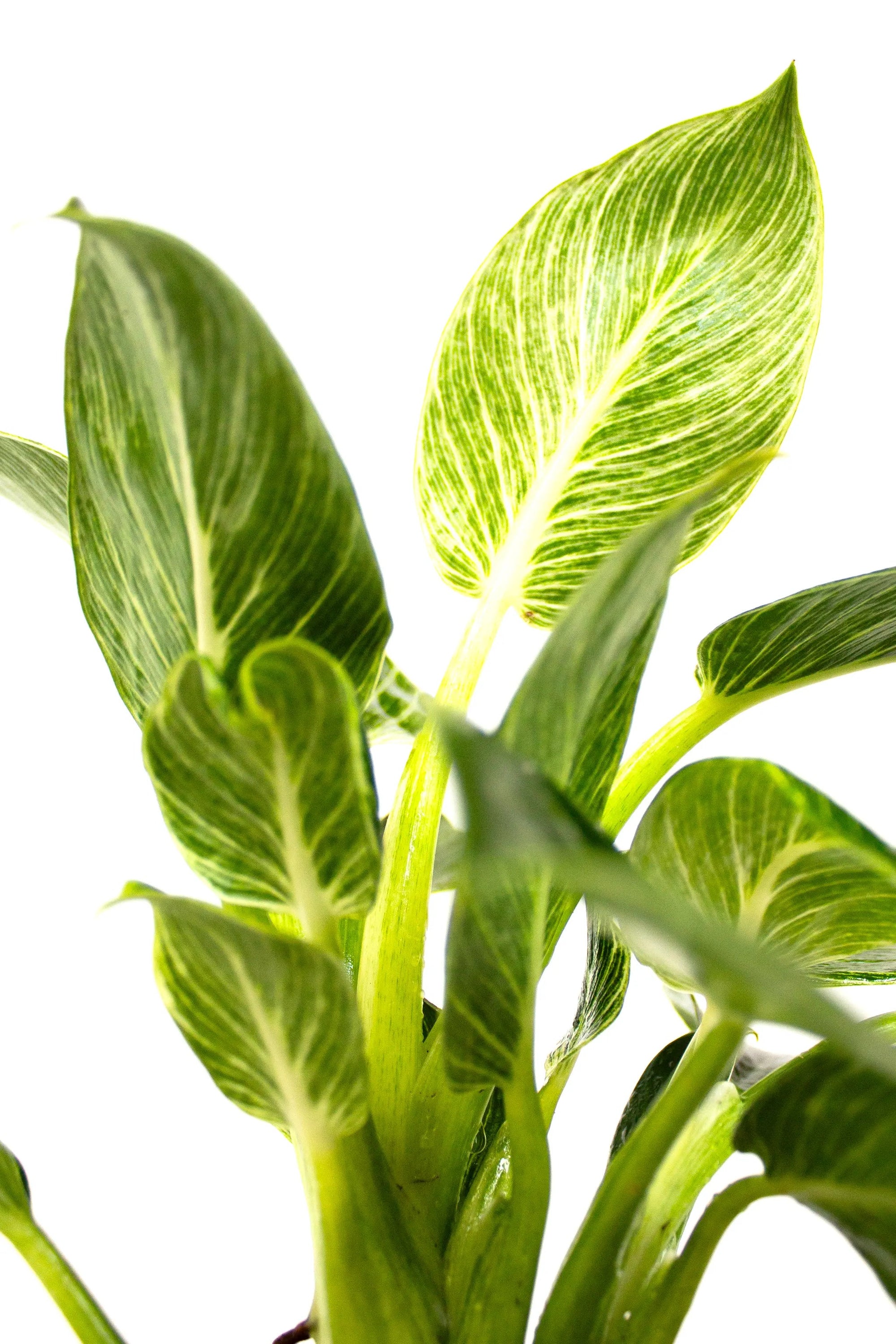 Philodendron 'Birkin' - Listnato