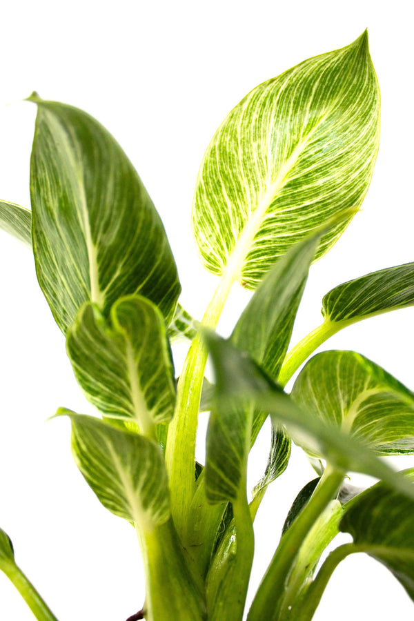 Philodendron 'Birkin' - Listnato