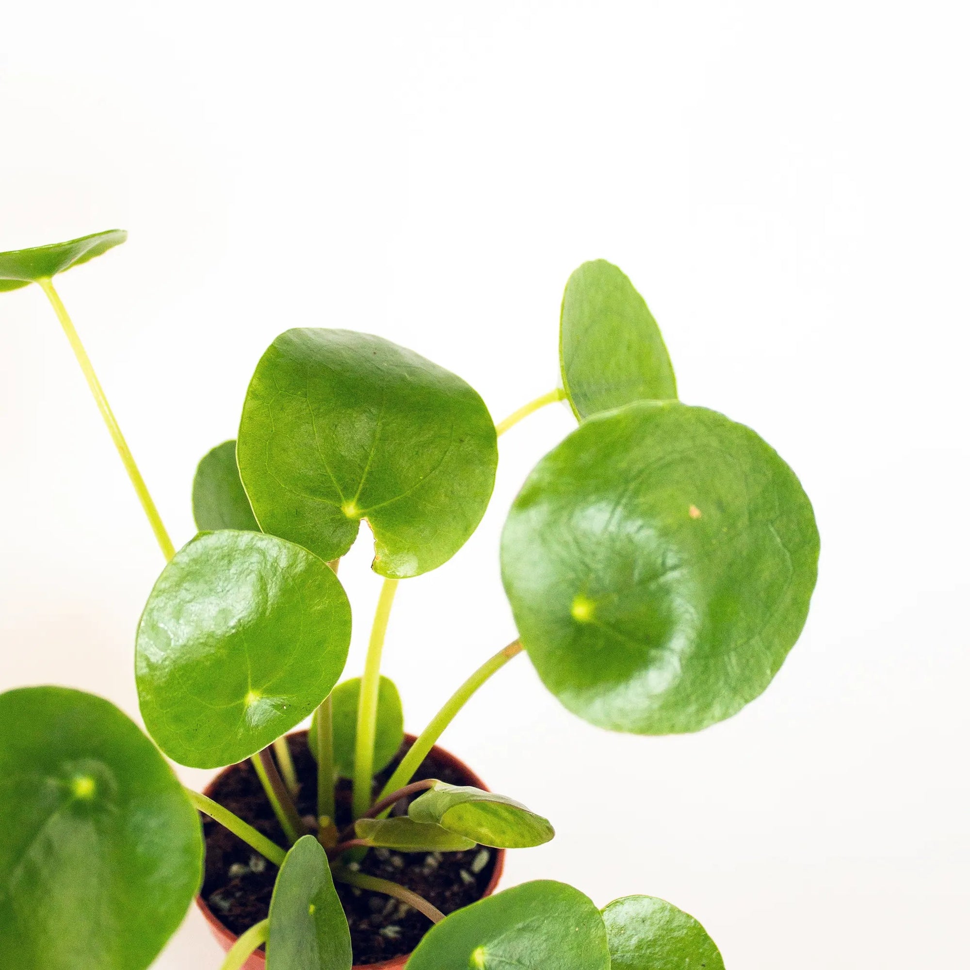 Pilea peperomioides - Listnato