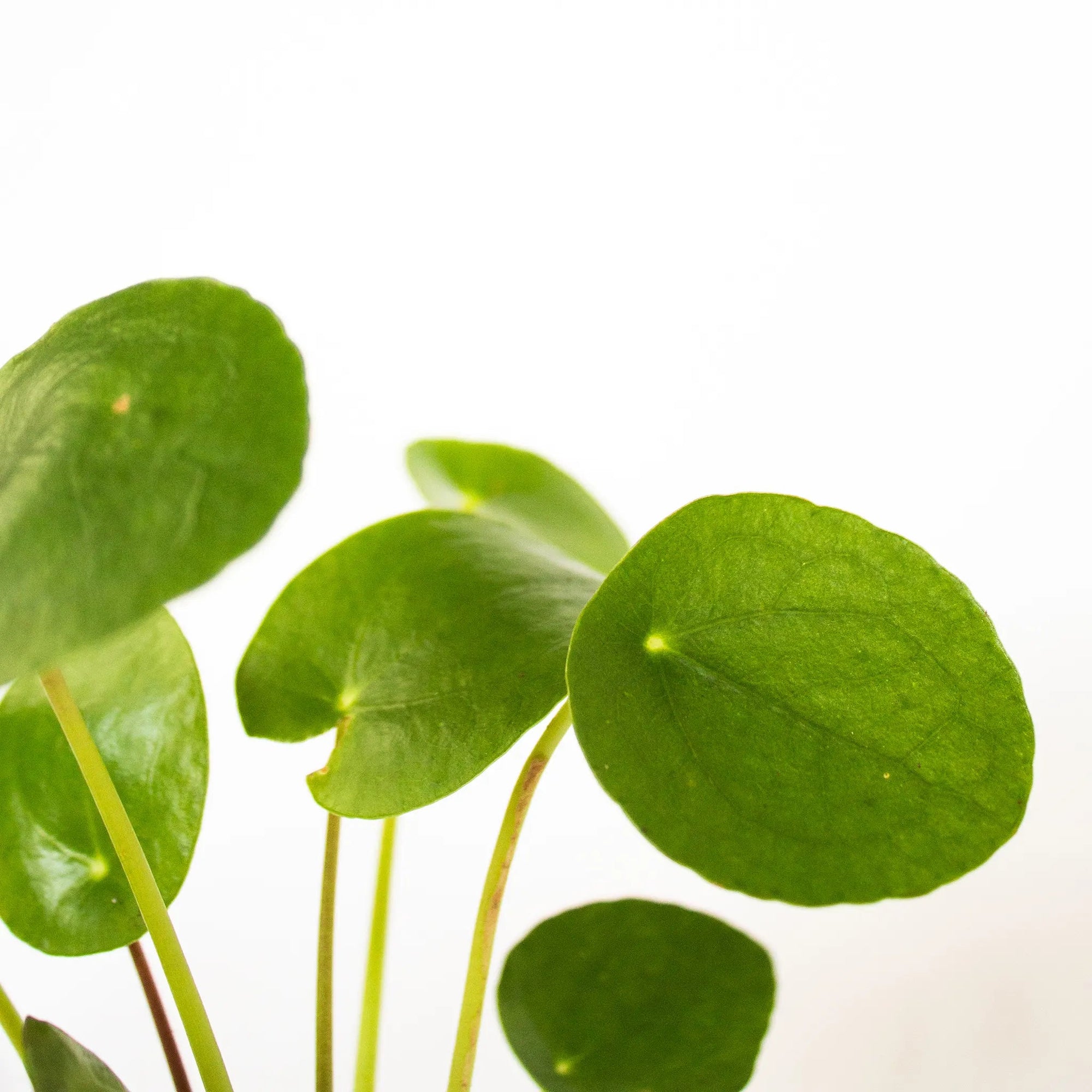 Pilea peperomioides - Listnato