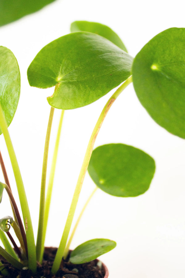 Pilea peperomioides - Listnato