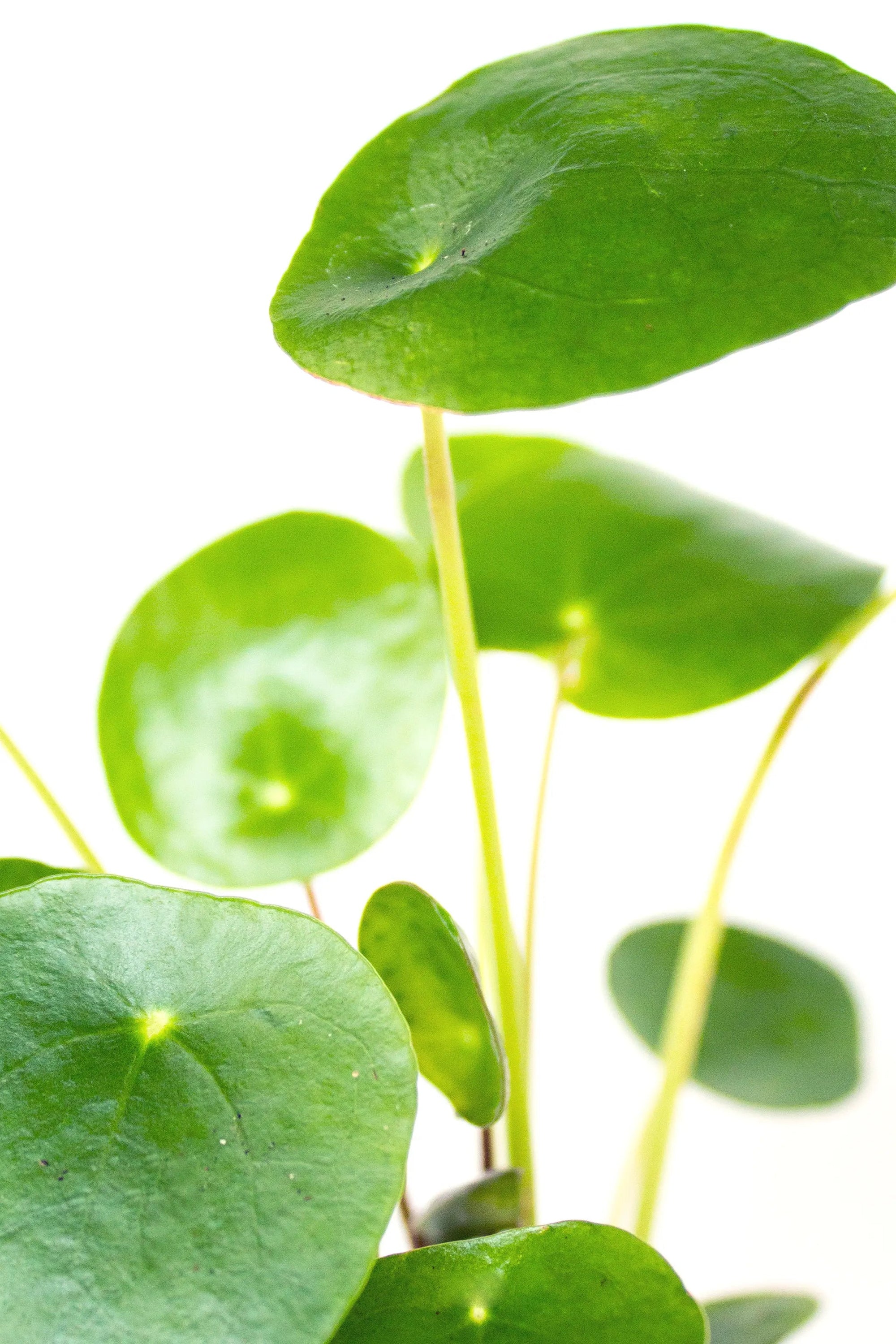 Pilea peperomioides - Listnato