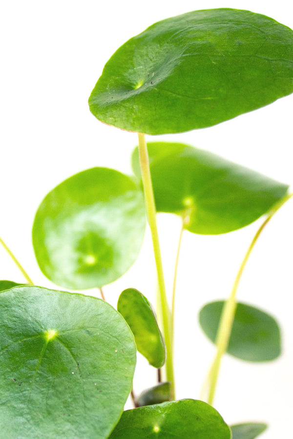 Pilea peperomioides - Listnato